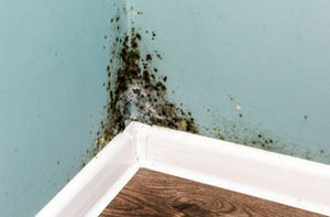 Rising Damp Bracknell Berkshire