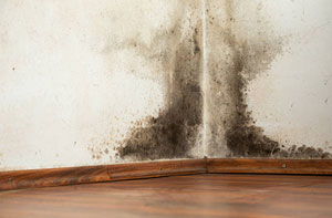 Rising Damp Cheadle Hulme Greater Manchester