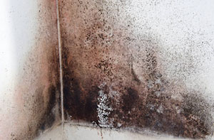 Black Mould Eastleigh