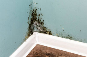 Rising Damp Ince-in-Makerfield Greater Manchester