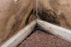 Rising Damp Partington Greater Manchester
