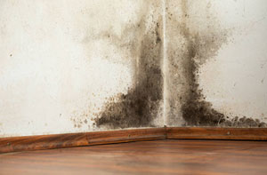 Rising Damp Enderby Leicestershire